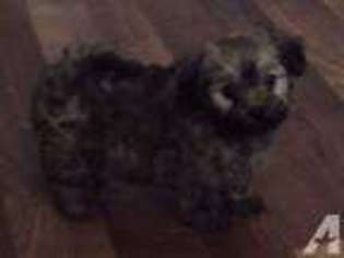 Havanese Puppy for sale in WOODRUFF, SC, USA