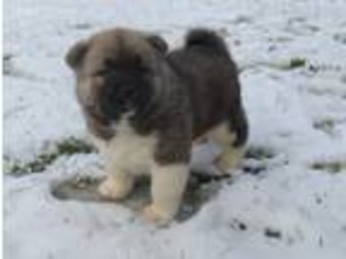 Akita Puppy for sale in Willet, NY, USA