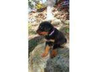 Rottweiler Puppy for sale in Caryville, TN, USA