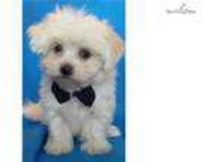 Maltese Puppy for sale in Orem, UT, USA