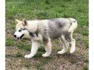 Alaskan Malamute Puppy for sale in Shelbyville, TN, USA