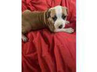 American Staffordshire Terrier Puppy for sale in Jackson, CA, USA