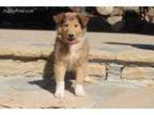 Collie Puppy for sale in Manchester, KY, USA