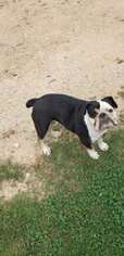 Olde English Bulldogge Puppy for sale in Parsons, TN, USA