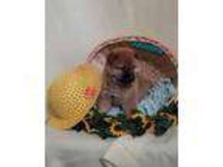 Shiba Inu Puppy for sale in Unity, WI, USA