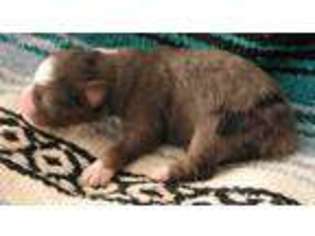 Miniature Australian Shepherd Puppy for sale in Adelanto, CA, USA