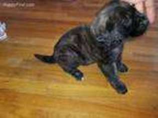 Mastiff Puppy for sale in Odessa, TX, USA