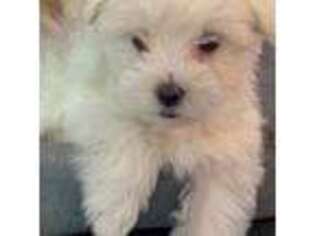 Maltese Puppy for sale in Surprise, AZ, USA