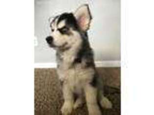 Siberian Husky Puppy for sale in Vancouver, WA, USA