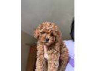 Mutt Puppy for sale in Florence, MA, USA