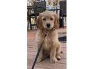 Goldendoodle Puppy for sale in Upper Marlboro, MD, USA
