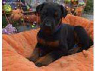 Doberman Pinscher Puppy for sale in Lumber Bridge, NC, USA