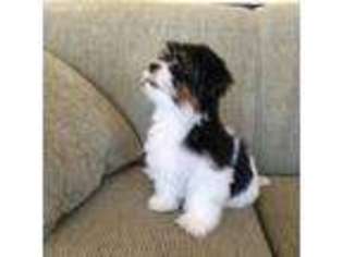 Havanese Puppy for sale in Circleville, OH, USA