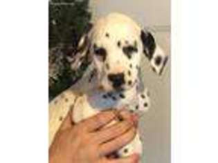 Dalmatian Puppy for sale in Scottsville, VA, USA