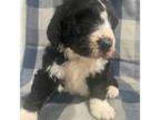Mutt Puppy for sale in Hartford, KY, USA