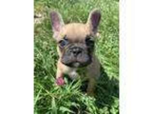 French Bulldog Puppy for sale in Bridgton, ME, USA