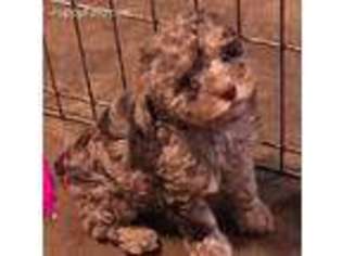 Mutt Puppy for sale in Centerville, TX, USA