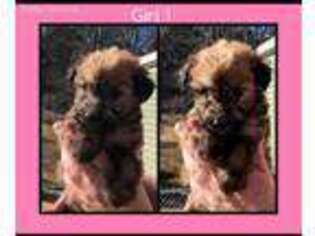 Soft Coated Wheaten Terrier Puppy for sale in Potosi, MO, USA