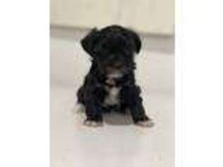 Maltese Puppy for sale in Atoka, OK, USA