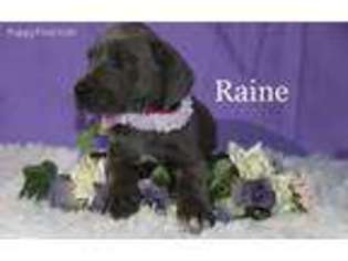 Great Dane Puppy for sale in Apple Creek, OH, USA