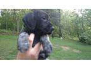 German Shorthaired Pointer Puppy for sale in Warren, PA, USA