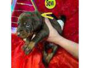 Doberman Pinscher Puppy for sale in Pittsburgh, PA, USA