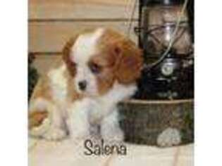 Cavalier King Charles Spaniel Puppy for sale in Manheim, PA, USA