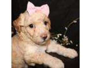 Mutt Puppy for sale in Lead Hill, AR, USA