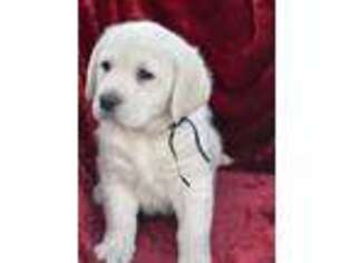 Labrador Retriever Puppy for sale in Beaverdam, VA, USA