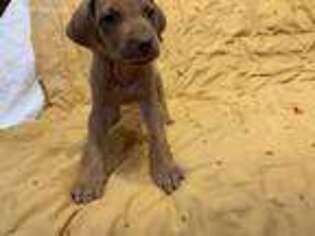 Rhodesian Ridgeback Puppy for sale in Packwood, WA, USA
