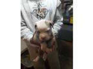 Olde English Bulldogge Puppy for sale in Hempstead, NY, USA