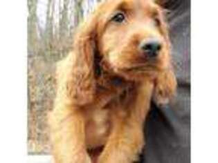 Irish Setter Puppy for sale in Darlington, PA, USA