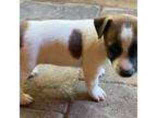 Jack Russell Terrier Puppy for sale in Camino, CA, USA