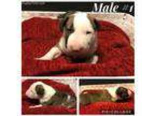 Bull Terrier Puppy for sale in Fort Worth, TX, USA