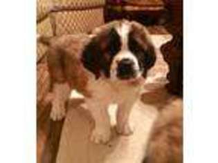 Saint Bernard Puppy for sale in El Reno, OK, USA