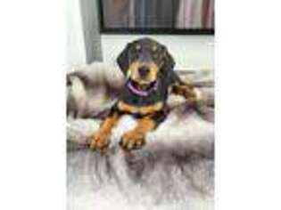 Doberman Pinscher Puppy for sale in Franklin, IN, USA