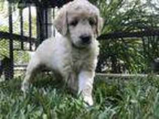 Goldendoodle Puppy for sale in Chandler, TX, USA