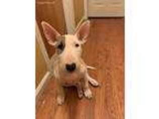 Bull Terrier Puppy for sale in Macomb, MI, USA