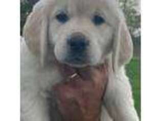 Mutt Puppy for sale in Merrill, WI, USA