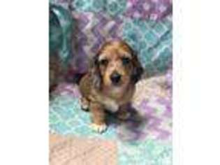 Dachshund Puppy for sale in Fort Riley, KS, USA