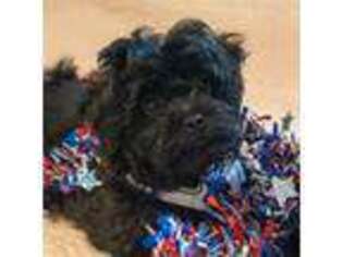 Shih-Poo Puppy for sale in Middletown, MD, USA