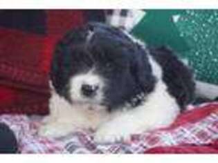 Newfoundland Puppy for sale in Moravia, IA, USA