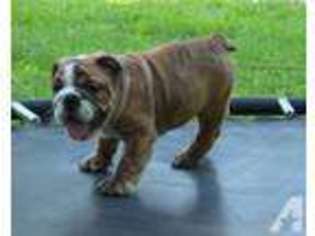 Bulldog Puppy for sale in HARTVILLE, MO, USA