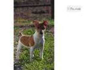 Rat Terrier Puppy for sale in Springfield, MO, USA