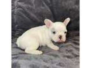 French Bulldog Puppy for sale in Pauls Valley, OK, USA