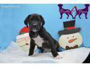 Great Dane Puppy for sale in Custer, WI, USA