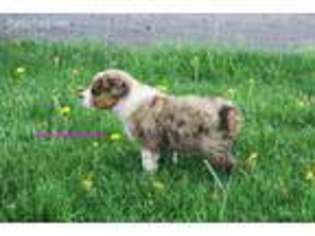 Australian Shepherd Puppy for sale in Des Moines, IA, USA