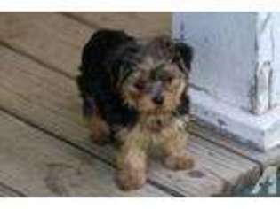 Yorkshire Terrier Puppy for sale in SALISBURY, NC, USA