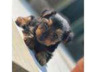 Yorkshire Terrier Puppy for sale in Akron, OH, USA
