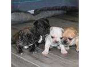 French Bulldog Puppy for sale in Riverview, FL, USA